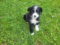 Mushroom, a female Australian Shepherd and Border Collie for sale in Inkster, MI – 2 of 3