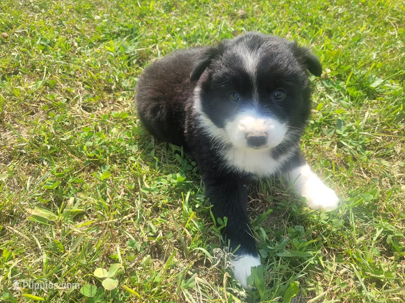 Daisy  – Australian Shepherd, German Shepherd Dog puppy for sale in Inkster, MI