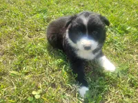 Daisy , a female Australian Shepherd and German Shepherd Dog for sale in Inkster, MI – 1 of 4