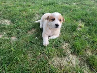 Daisy , a female Australian Cattle Dog for sale in Inkster, MI – 2 of 4