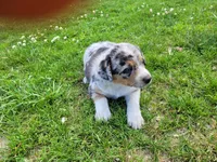 Kim, a female Australian Shepherd and German Shepherd Dog for sale in Inkster, MI – 5 of 5