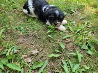 Ash , a male Cavalier King Charles Spaniel and Shih Tzu for sale in Inkster, MI – 4 of 6