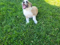 Lulu , a female Australian Shepherd and German Shepherd Dog for sale in Inkster, MI – 4 of 5