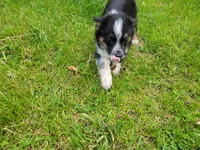 Ash, a male Australian Shepherd and Border Collie for sale in Inkster, MI – 3 of 4