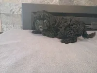 Black , a male Cavapoo for sale in Inkster, MI – 5 of 6