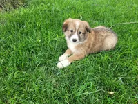 Daisy , a female Border Collie for sale in Inkster, MI – 2 of 4