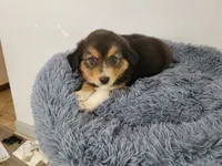 Jason, a male Australian Shepherd and German Shepherd Dog for sale in Inkster, MI – 3 of 5