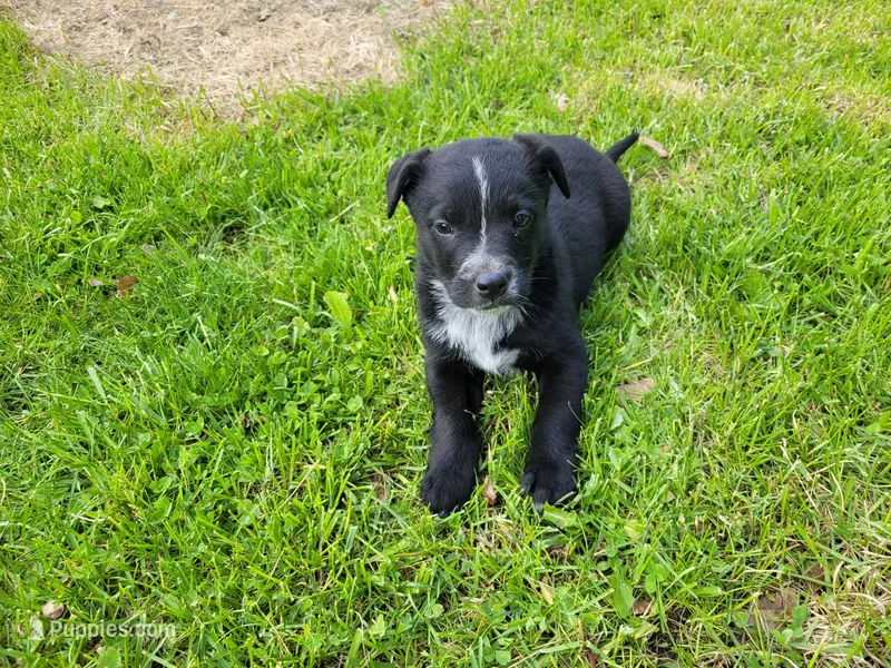 Daisy  – German Shepherd Dog, Labrador Retriever puppy for sale in Inkster, MI