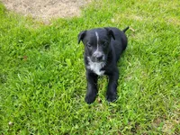 Daisy , a female German Shepherd Dog and Labrador Retriever for sale in Inkster, MI – 1 of 3