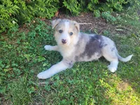 Max, a male Australian Shepherd and German Shepherd Dog for sale in Inkster, MI – 3 of 3