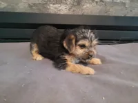 Lulu , a female Morkie for sale in Inkster, MI – 3 of 4