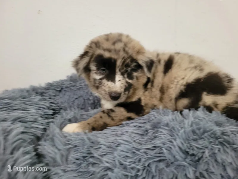 Ash – Australian Shepherd, German Shepherd Dog puppy for sale in Inkster, MI
