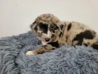 Ash, a male Australian Shepherd and German Shepherd Dog for sale in Inkster, MI – 1 of 6