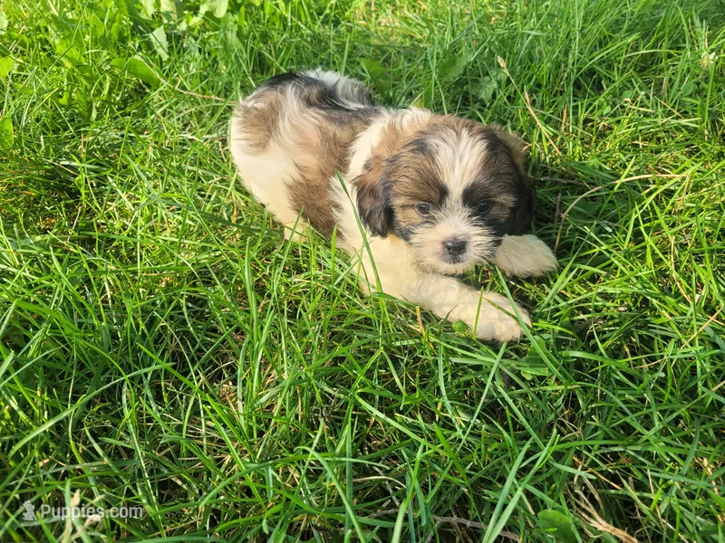 John  – Havanese, Shih Tzu puppy for sale in Inkster, MI