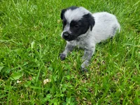 John , a male Australian Cattle Dog and Poodle - Miniature  for sale in Inkster, MI – 4 of 4