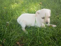 Ram, a male Chihuahua and Poodle - Toy  for sale in Inkster, MI – 6 of 6