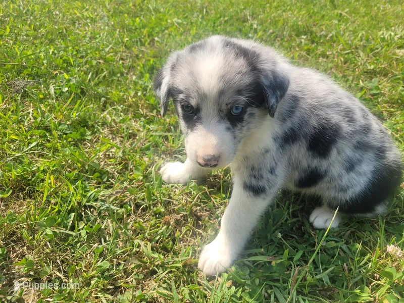 Ram – Australian Shepherd, German Shepherd Dog puppy for sale in Inkster, MI