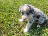 Ram, a male Australian Shepherd and German Shepherd Dog for sale in Inkster, MI – 1 of 4