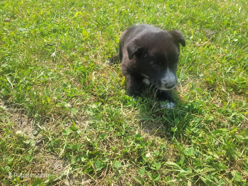 Black  – Australian Shepherd, German Shepherd Dog puppy for sale in Inkster, MI