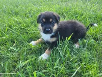 Max , a male German Shepherd Dog and Labrador Retriever for sale in Inkster, MI – 2 of 5