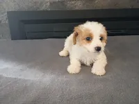 Stacy, a female Cavapoo for sale in Inkster, MI – 5 of 5