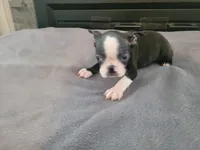 Black , a male Boston Terrier for sale in Inkster, MI – 4 of 6