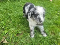 Linda , a female Australian Shepherd and Border Collie for sale in Inkster, MI – 3 of 4