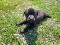 John , a male Australian Shepherd and Labrador Retriever for sale in Inkster, MI – 4 of 4