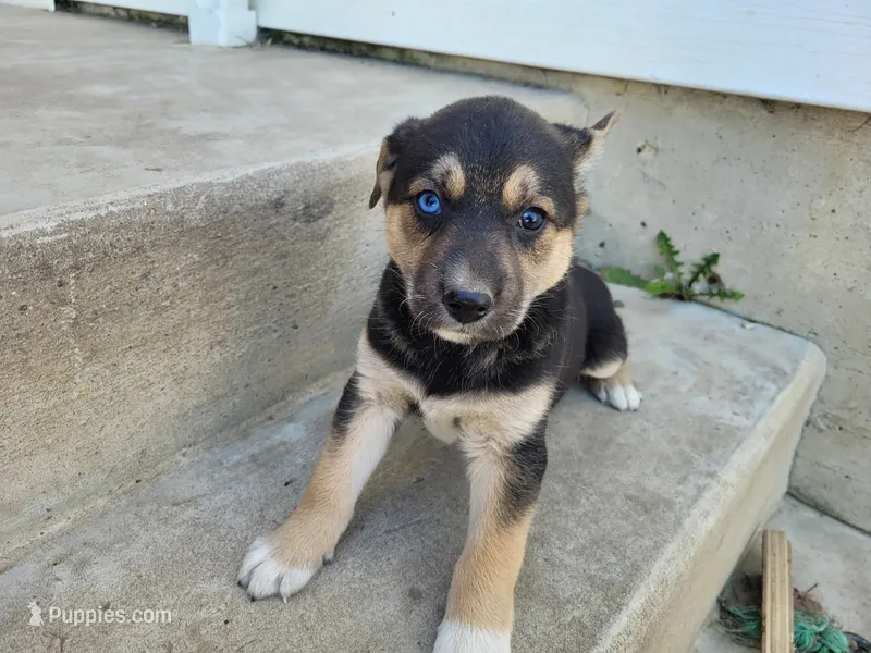 Lady – German Shepherd Dog, Siberian Husky puppy for sale in Inkster, MI