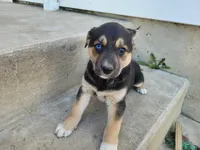 Lady, a female German Shepherd Dog and Siberian Husky for sale in Inkster, MI – 1 of 4