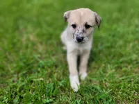 Kim, a female Australian Shepherd and German Shepherd Dog for sale in Inkster, MI – 2 of 3