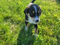 Kim, a female German Shepherd Dog and Labrador Retriever for sale in Inkster, MI – 4 of 4