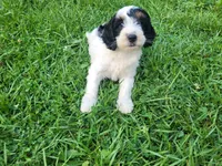 John , a male Cavapoo for sale in Inkster, MI – 2 of 5
