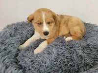 Lulu , a female Australian Shepherd and German Shepherd Dog for sale in Inkster, MI – 2 of 5