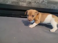 Stacy, a female Jack Russell Terrier for sale in Inkster, MI – 2 of 4