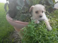 Kim, a female Chihuahua and Poodle - Toy  for sale in Inkster, MI – 3 of 5