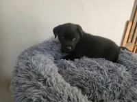 Black , a male Australian Shepherd and Labrador Retriever for sale in Inkster, MI – 3 of 4
