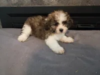 Oliver, a male Havanese and Shih Tzu for sale in Inkster, MI – 1 of 6