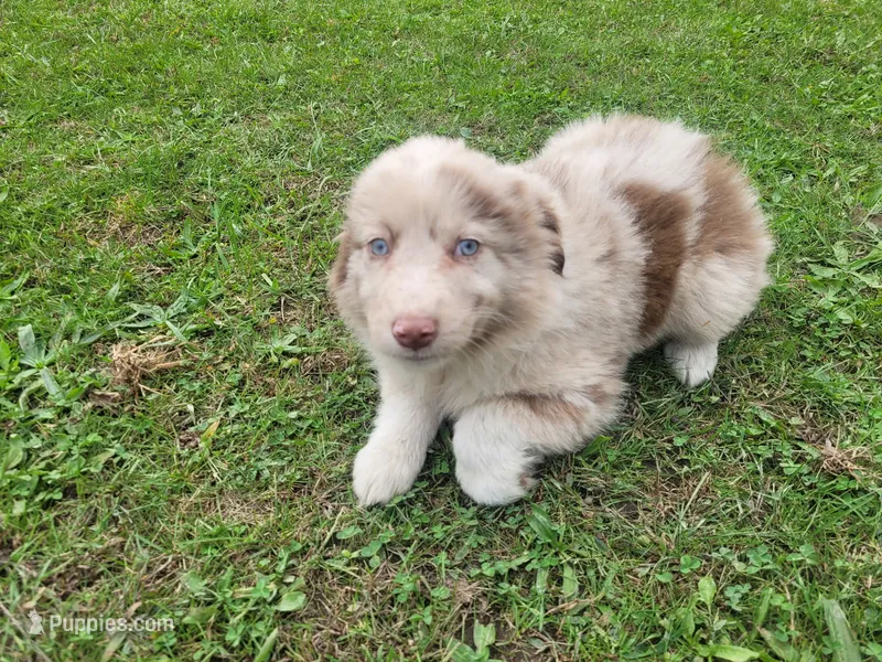 Daisy  – Australian Shepherd puppy for sale in Inkster, MI