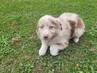 Daisy , a female Australian Shepherd for sale in Inkster, MI – 1 of 4