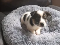 Ram, a male Australian Shepherd and German Shepherd Dog for sale in Inkster, MI – 2 of 4