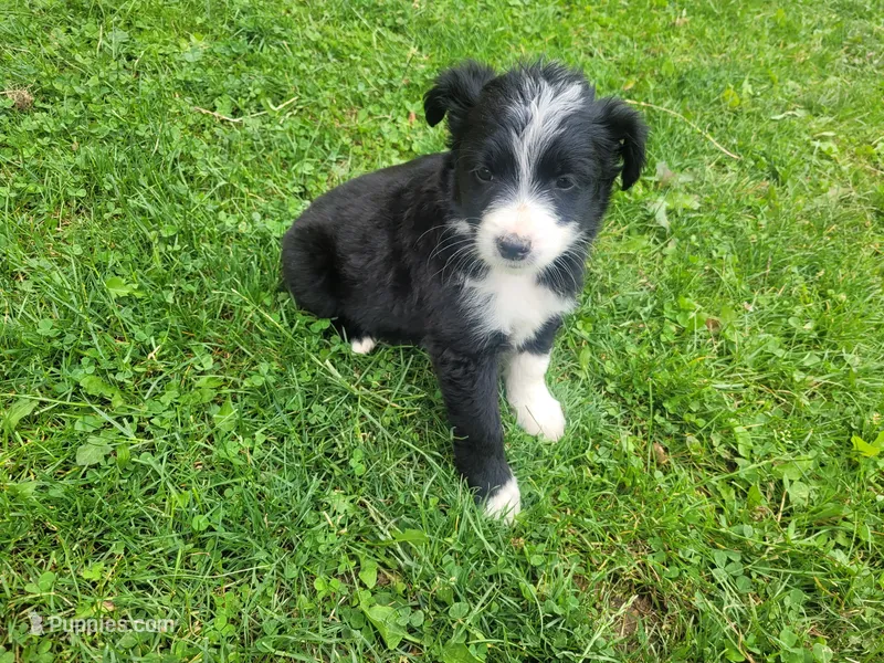 Mushroom – Australian Shepherd, Border Collie puppy for sale in Inkster, MI
