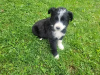 Mushroom, a female Australian Shepherd and Border Collie for sale in Inkster, MI – 1 of 3