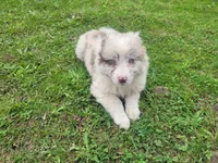 Kim , a female Australian Shepherd for sale in Inkster, MI – 7 of 8