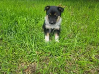 Duke, a male Australian Shepherd and German Shepherd Dog for sale in Inkster, MI – 2 of 4