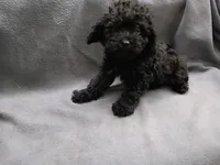 Max, a male Poodle - Toy  for sale in Inkster, MI – 3 of 4