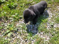 Black , a male Australian Shepherd and Labrador Retriever for sale in Inkster, MI – 4 of 5
