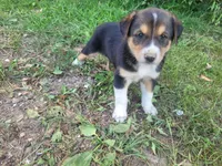 Max , a male Australian Shepherd and German Shepherd Dog for sale in Inkster, MI – 3 of 4
