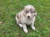 Kim , a female Australian Shepherd for sale in Inkster, MI – 2 of 8