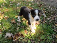 John , a male Australian Shepherd and German Shepherd Dog for sale in Inkster, MI – 4 of 4